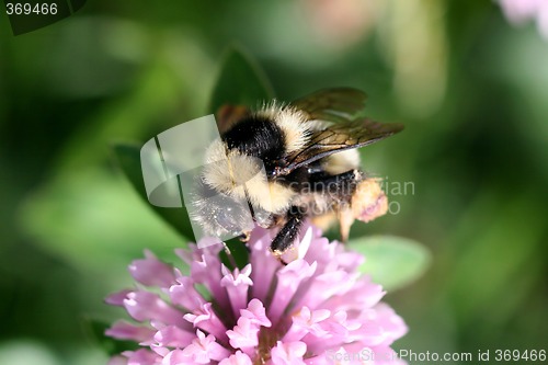 Image of Bumblebee on red clover