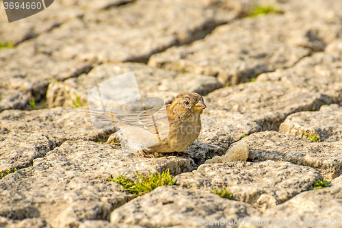 Image of Eurasian tree sparrow 