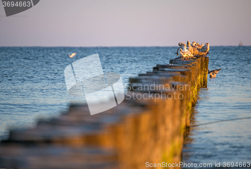 Image of gulls on groynes in the Baltic Sea during sunrise