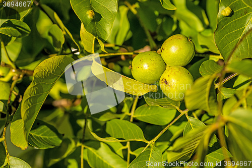 Image of walnut on tree