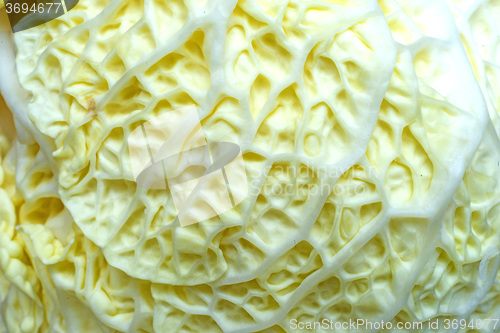 Image of white kale, closeup of the vegetable