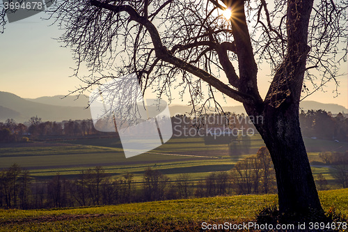 Image of tree in backlight