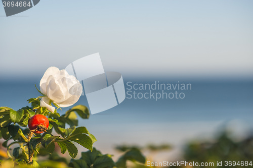 Image of Beach rose flower at the Baltic Sea