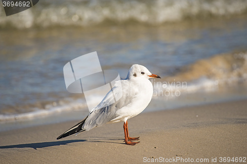 Image of Black-headed gull on a beach of the Baltic Sea