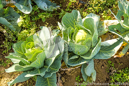 Image of cultivation of  kale