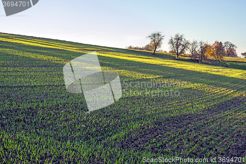 Image of winter wheat in soft evening light