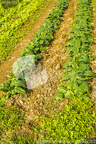 Image of cultivation of spinach