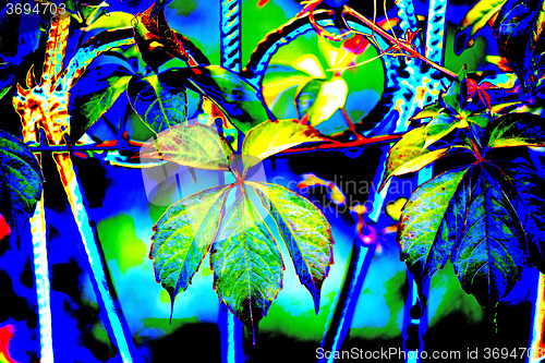 Image of wild vines leaves at an old fence