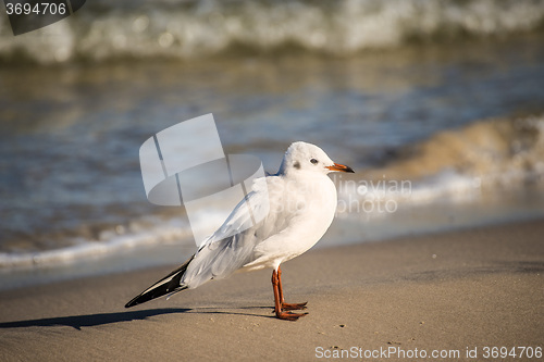 Image of Black-headed gull on a beach of the Baltic Sea