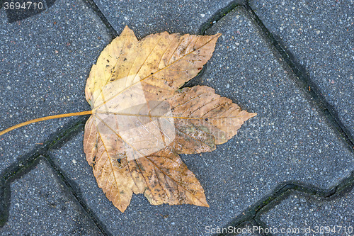 Image of autumnal painted leaf on a street