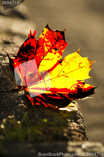 Image of autumnal painted leaf in back light