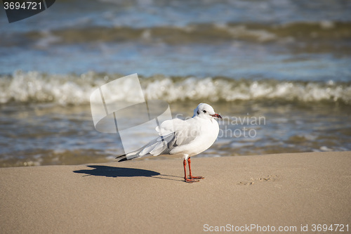 Image of Black-headed gull on a beach of the Baltic Sea