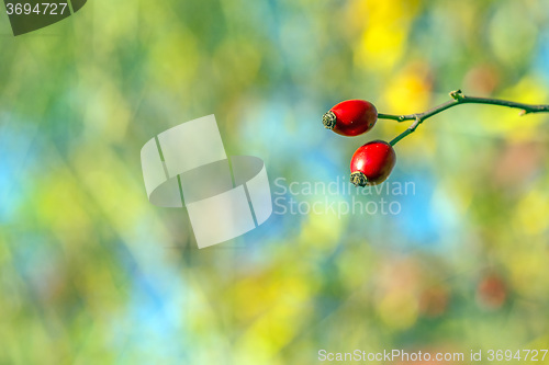 Image of rose hips