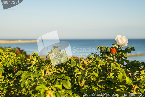 Image of Beach rose flower at the Baltic Sea