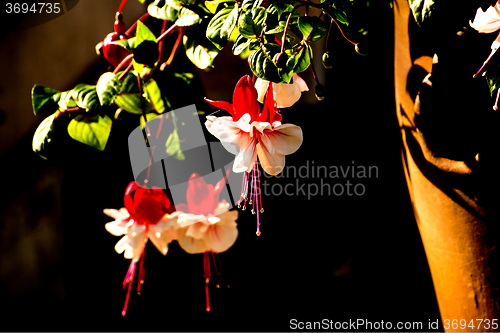 Image of Fuchsia flowers
