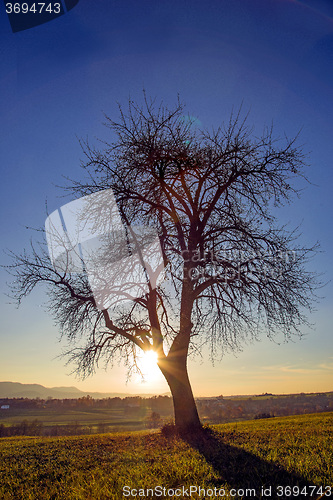 Image of tree in backlight