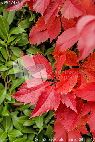 Image of autumnal painted leaves
