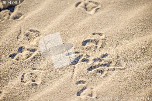 Image of gull tracks in sand