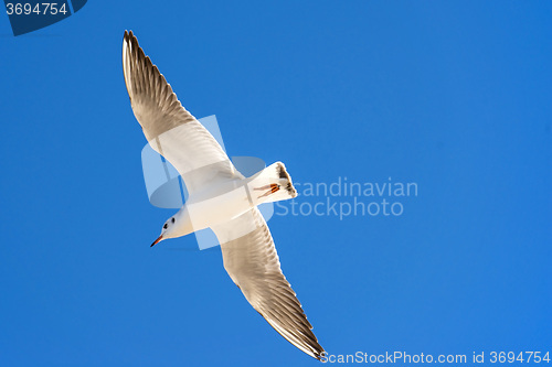 Image of Black-headed gull flying