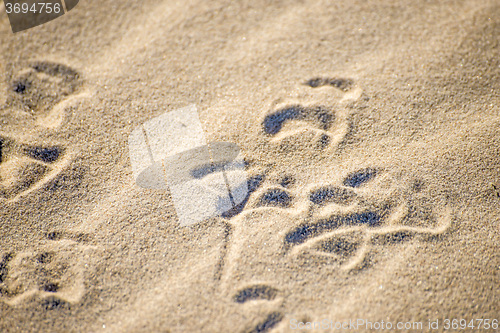 Image of gull tracks in sand