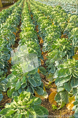 Image of cultivation of Brussel sprouts