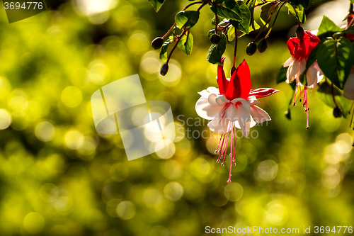 Image of Fuchsia flowers