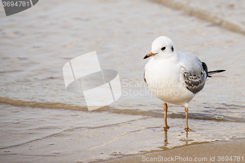 Image of Black-headed gull on a beach of the Baltic Sea