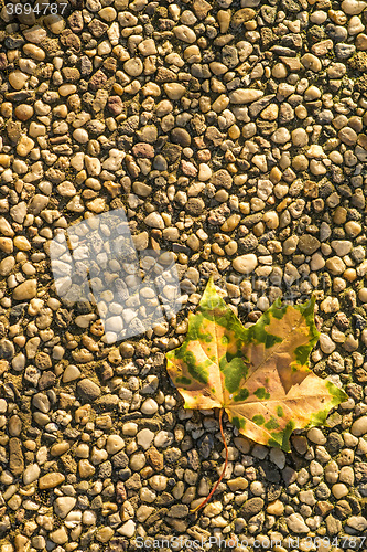 Image of autumnal painted leaf in evening sun 