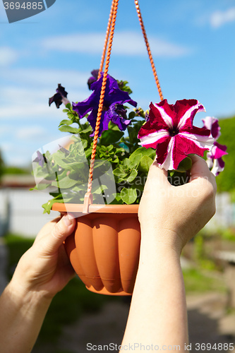 Image of Flowers in a flowerpot and gardener