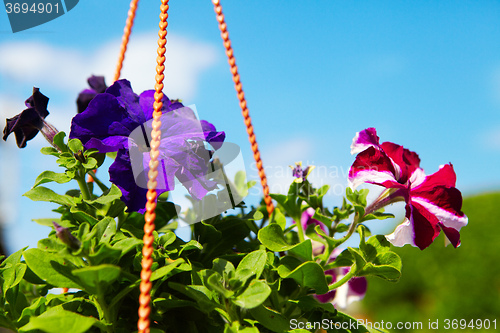 Image of Flowers in a flowerpot