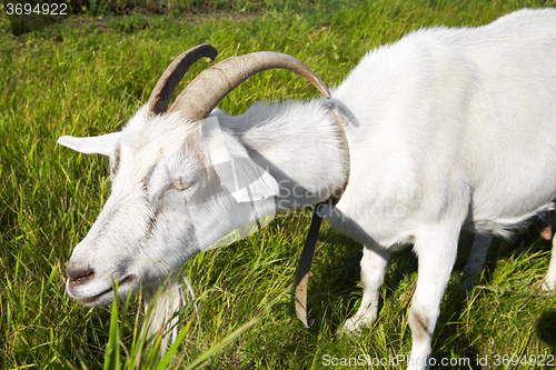 Image of Goat in pasture