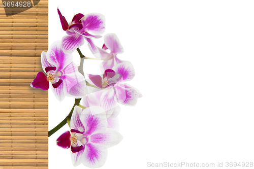 Image of The orchid and bamboo