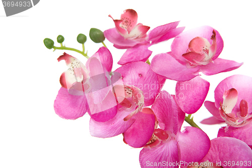 Image of The red orchid