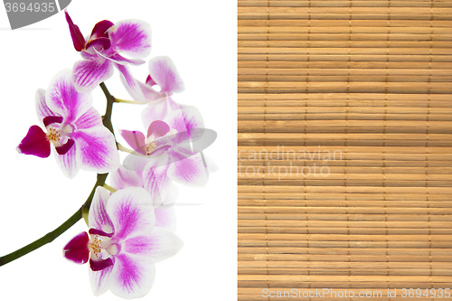 Image of The orchid and bamboo