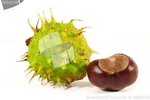 Image of Horse-chestnut on a white background 