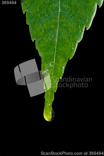 Image of water drop on leaf