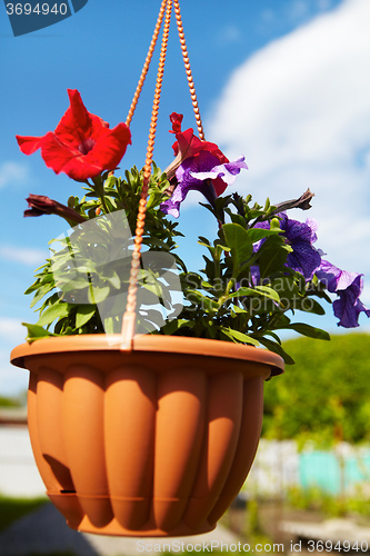 Image of Flowers in a flowerpot