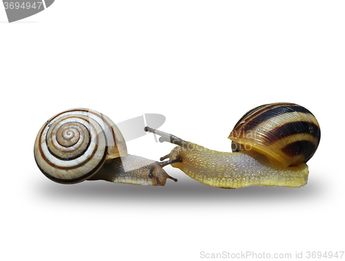 Image of Two snails