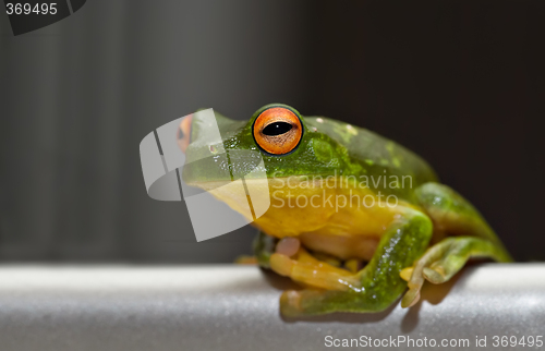 Image of tree frog on metal