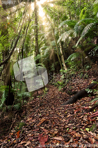 Image of rainforest path