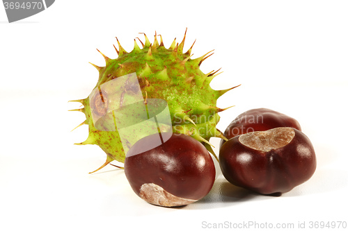 Image of Horse-chestnut on a white background 