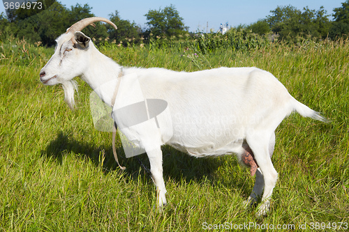 Image of Goat in pasture