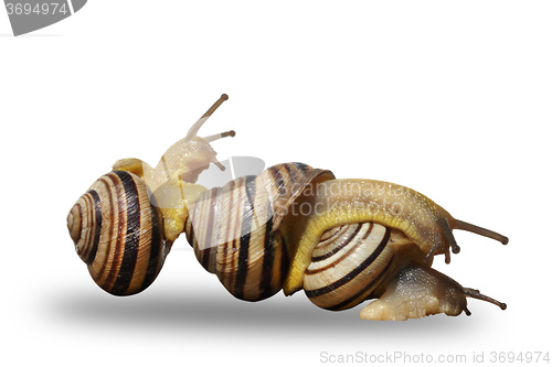 Image of Three snails