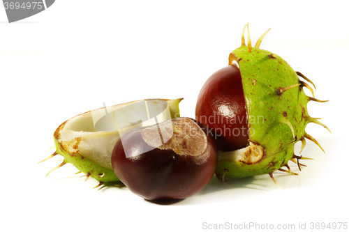 Image of Horse-chestnut on a white background 