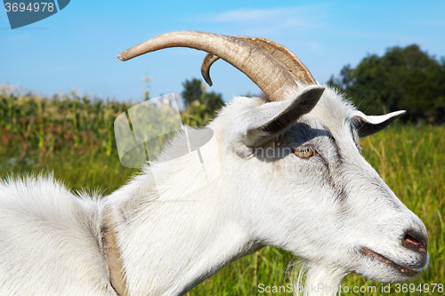 Image of Goat in pasture