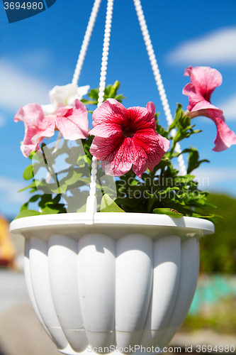 Image of Flowers in a flowerpot