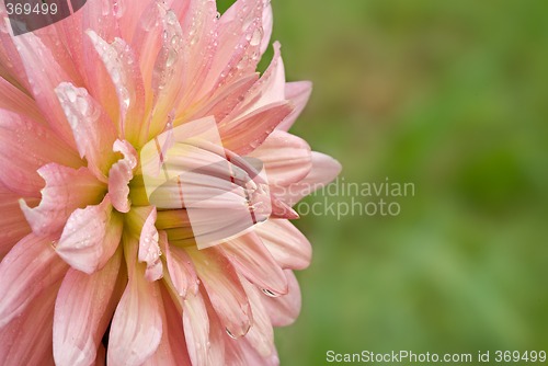 Image of crysanthemum flower