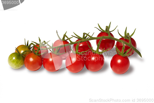 Image of Branch of cherry tomatoes isolated on white