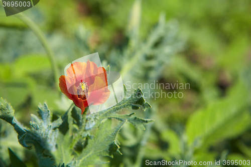 Image of Red poppy