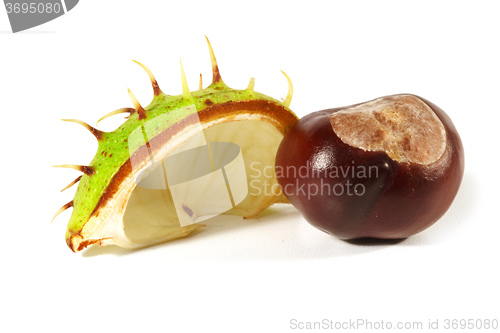 Image of Horse-chestnut on a white background 